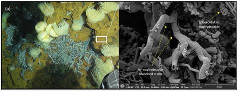 Minerals Free Full Text Interaction Between Microbes Minerals And