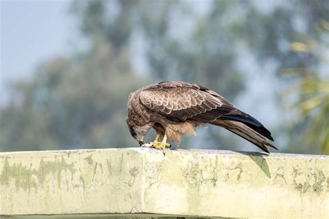 Black Kite Bird Animal - Free photo on Pixabay - Pixabay