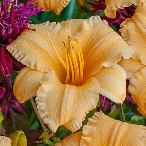 Apricot Sparkles Dwarf Daylily Perennials From Gurneys