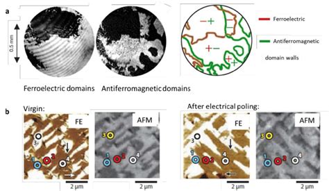 Coexistence Of Ferroelectric And Antiferromagnetic Domains A In