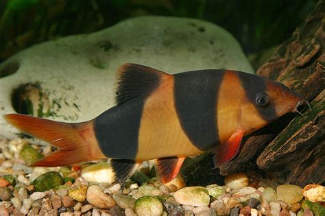 Loach