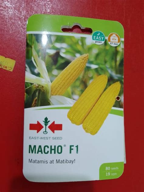 Macho F Hybrid Sweet Corn Seeds By East West Seeds Lazada Ph