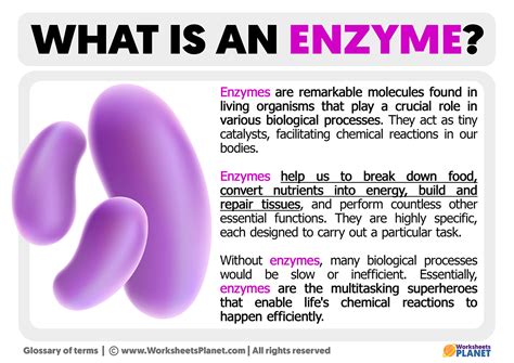 What Is An Enzyme Definition Of Enzyme