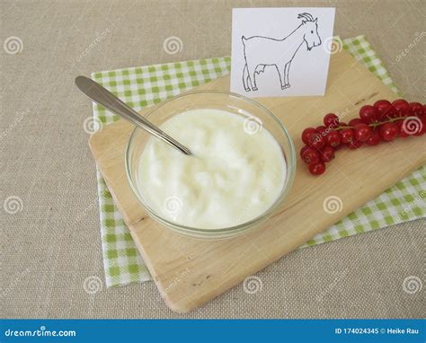 A Bowl With Fresh Goat Yogurt From Goats Milk Stock Image Image Of