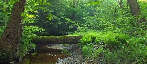 Some Complexities about the Word "Natural"