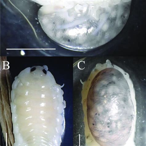 Ovigerous Female Of Mothocya Collettei Mm Sl Infesting