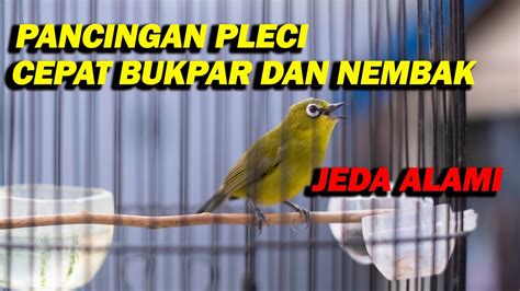 PANCINGAN PLECI GACOR CEPAT BUKPAR DAN NEMBAK DENGAN JEDA ALAMI YouTube