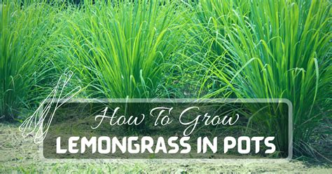 How To Grow Lemongrass In Pots Just Pure Gardening