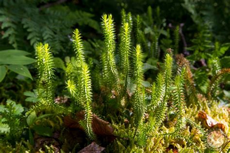 Clubmoss Of Alaska Alaska Guide