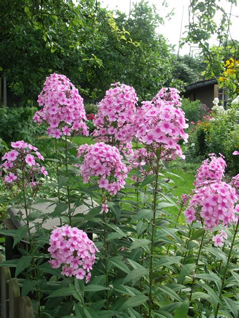 Floks Wiechowaty Miss Pepper Phlox Paniculata Miss Pepper Byliny