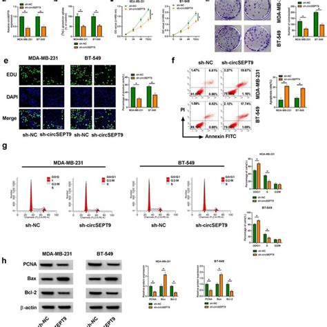 The Effects Of CircSEPT9 Knockdown On Glutamine Uptake Cell