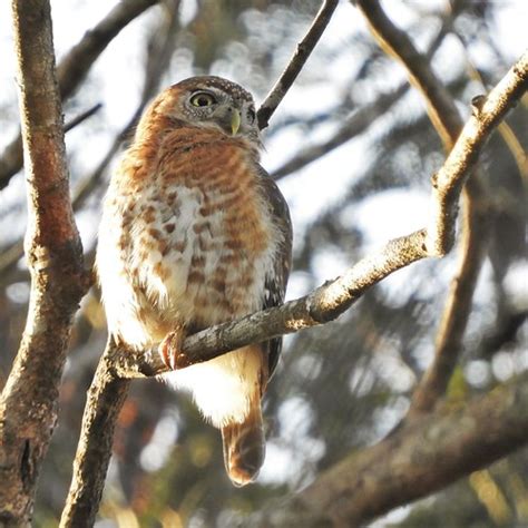 Cuban Pygmy Owl Casa Ana Playa Largo Cuba Jan Mersey Flickr