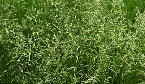 When And How To Plant Tall Fescue Grass Seed