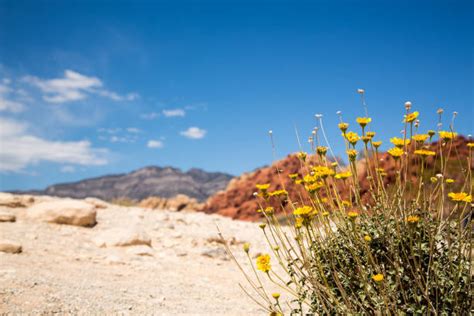 1,100+ Nevada Desert Flowers Stock Photos, Pictures & Royalty-Free Images - iStock