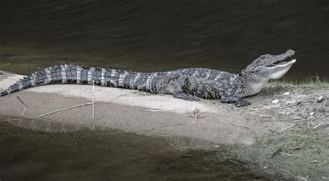 Alligator Gar Showing Its Teeth and Reflecting in the Water, Fish ...