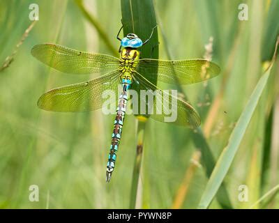 Green Hawker Aeshna Viridis Dragonfly Male Groningen Netherlands