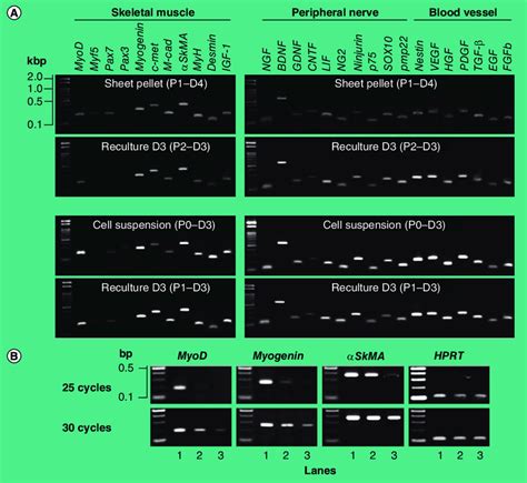 Change In The Expressions Of Specific Marker MRNAs During Cell Culture