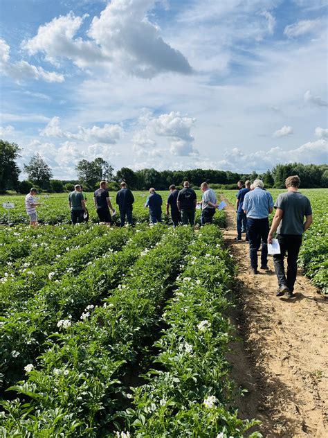 Demofeldtag In Haren Interesse An Neuen Averis Sorten AVEBE