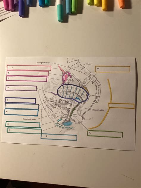 Midsagittal Section Of Female Pelvis Diagram Quizlet