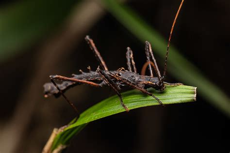 Oasis Comentario Gorri N Especies De Insecto Palo Buena Voluntad