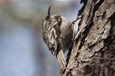 The Vineyard Gazette Marthas Vineyard News Elusive Brown Creeper