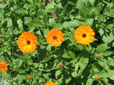 Pot Marigold - Calendula officinalis - Macedonia Nature