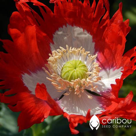 poppy - canadian flag - Caribou Seed Company