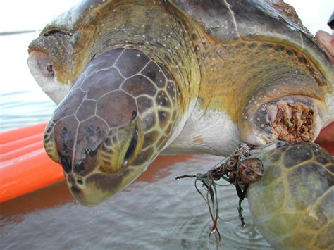 Sea Turtle Injuries – The Turtle Hospital. Rescue, Rehab, Release.