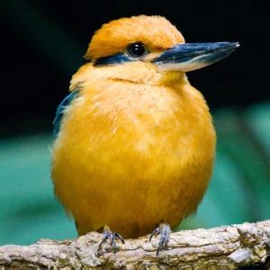 Guam Kingfisher - Facts, Diet, Habitat & Pictures on Animalia.bio