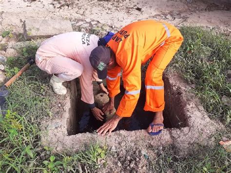 Prefeitura De Beberibe Realiza Mutir O De Limpeza E Podas De Rvores