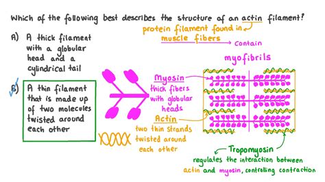 Actin Filament