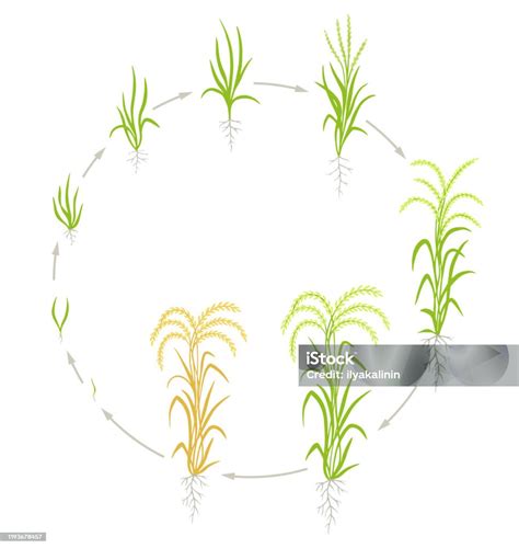 Growth Stages Of Rice Plant Circle Life Cycle Agriculture Rice Increase Phases Oryza Sativa