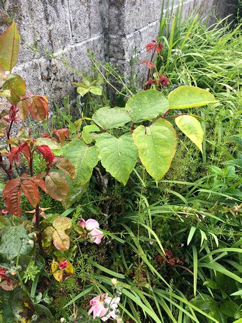 Japanese Knotweed Removal Surveys Devon Cornwall Bristol Somerset