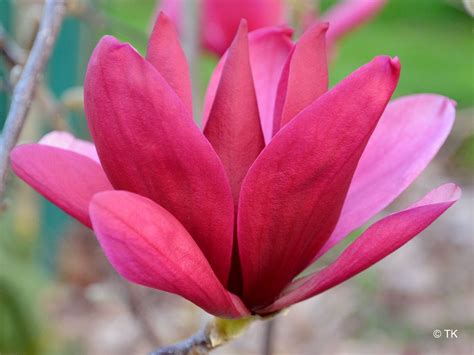 Burgundy Star Magnolien Sch Ne Blumen Garten