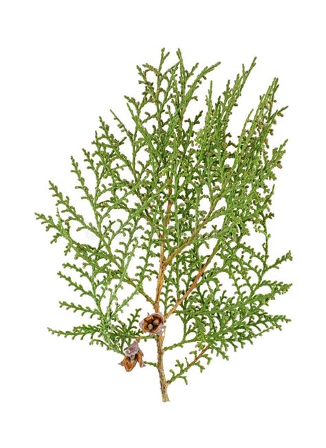 Thuja Branch With Cones Isolated On White Background Green Arborvitae