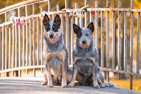 Queensland Heeler | Breed Information, Pictures, Traits & Facts