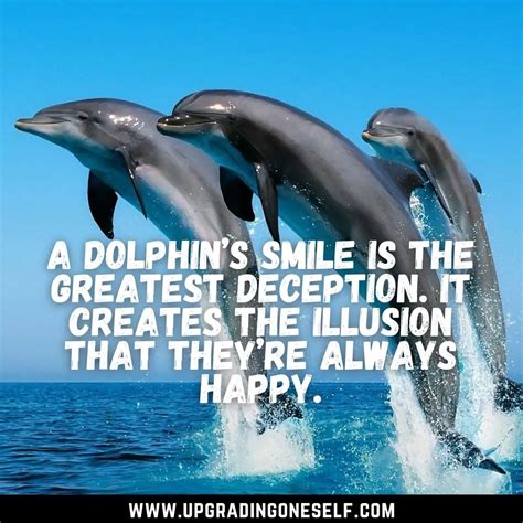 dolphin Quotes - Upgrading Oneself