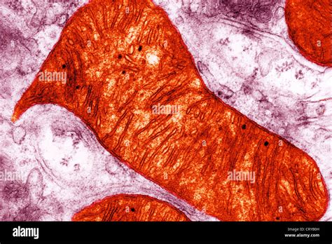 Microscopio de electrones mitocondria fotografías e imágenes de alta