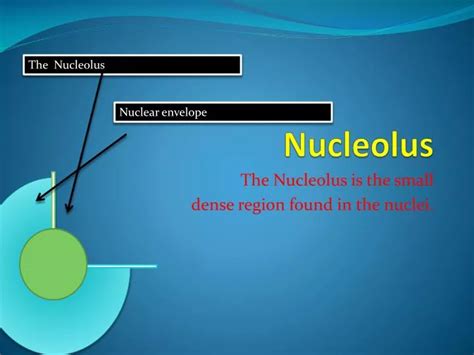 Ppt Nucleolus Powerpoint Presentation Free Download Id1985772