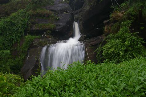 Cliff Tea of the Wuyi Mountains, Fujian | WildChina