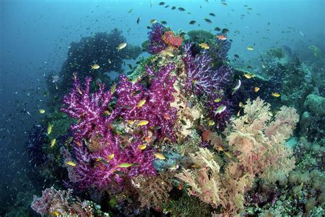 A Beautiful Vibrant Coral Reef Grows Photograph By Ethan Daniels