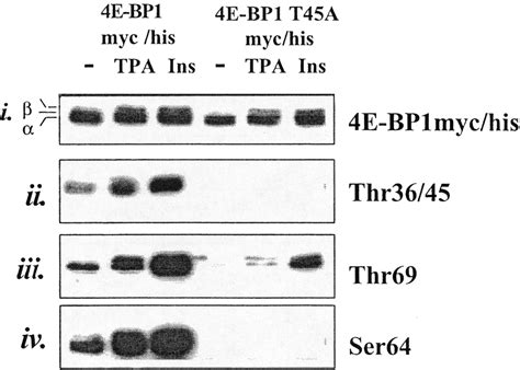 The Extracellular Signal Regulated Kinase Pathway Regulates The Phosphorylation Of 4e Bp1 At