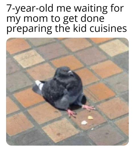 Fat pigeon : r/memes