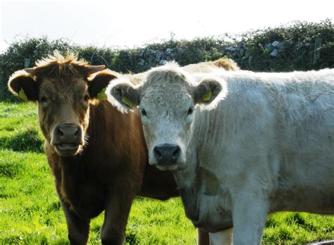 Pin By Katie Horrocks On Cows And Calves Cute Cows Cow Calf Cow