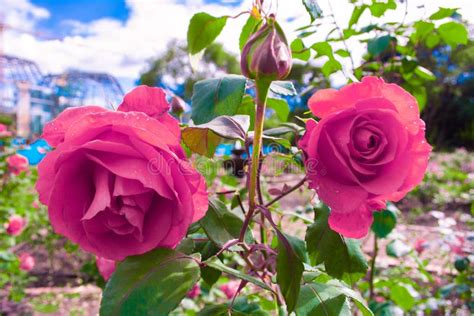 Duas Rosas Cor De Rosa Bonitas Fotos De Stock Baixe Fotos Royalty