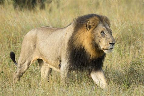 leão africano panthera leo áfrica do sul 842829 Foto de stock no Vecteezy