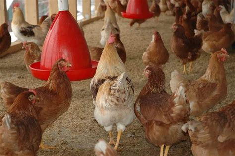 Poultry Farming For Beginners Best Guide 15 Tips 46 Off