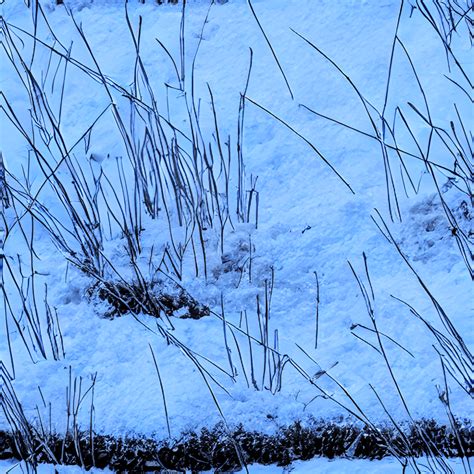 Snowy Grass Pattern · Creative Fabrica