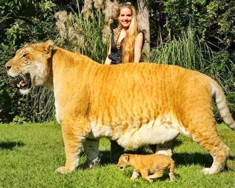 Lion Tiger Hybrid Weighing 705lbs Is Bred In South Carolina Artofit