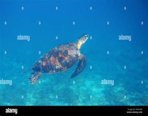 Sea Turtle Swim In Seawater Marine Turtle Underwater Photo Wild